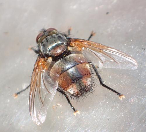 Réf. 235 176 : Nemoraea pellucida